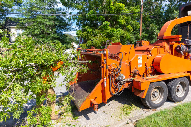 Tree Root Removal in Lemoore Station, CA